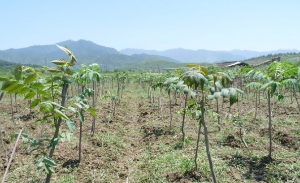 1630235920727820.jpg image.jpg