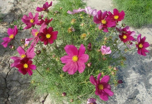 1630235923253108.jpg image.jpg