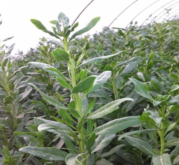 1630236161189104.jpg image.jpg