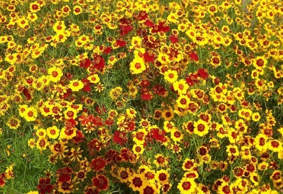 1630236892566656.jpg image.jpg