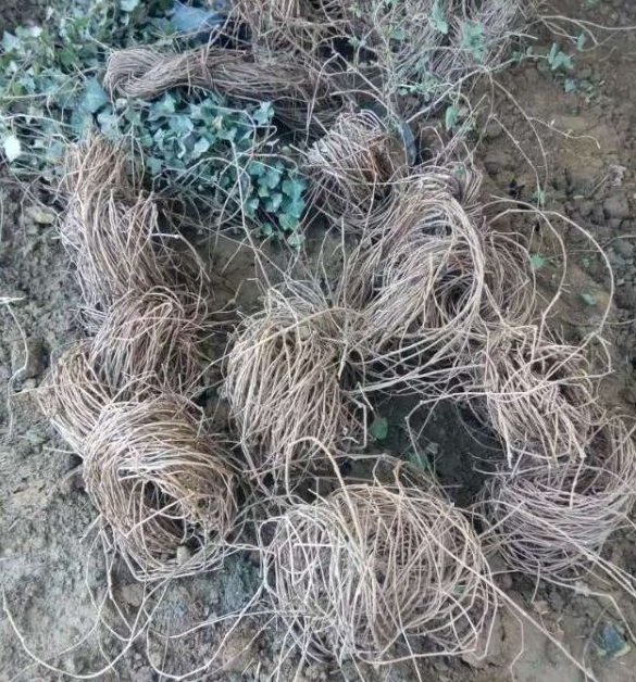 1630237281926625.jpg image.jpg