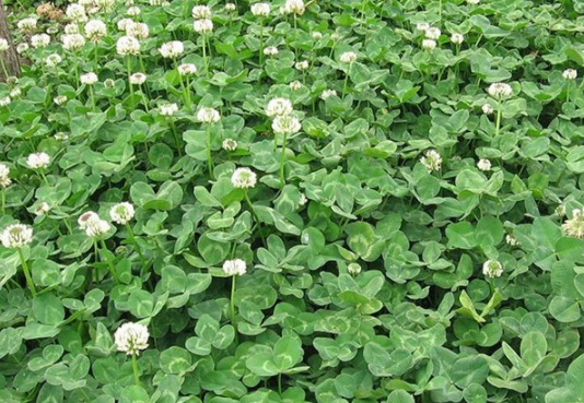 1630237586648584.jpg image.jpg