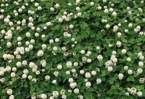 1630237596620503.jpg image.jpg