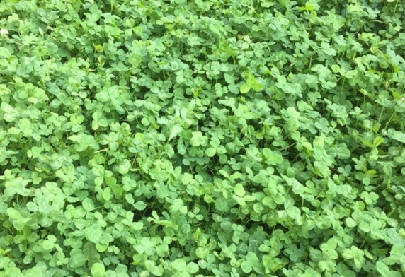 1630237605792126.jpg image.jpg