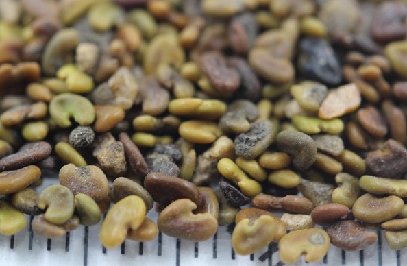 1630237659464063.jpg image.jpg