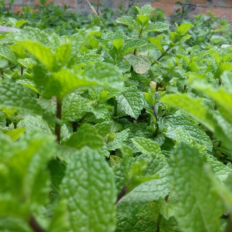 留蘭香薄荷的用途和作用你知道嗎