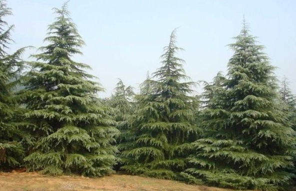 1630238104809525.jpg image.jpg