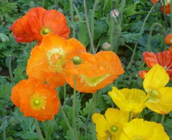 1630238382569790.jpg image.jpg