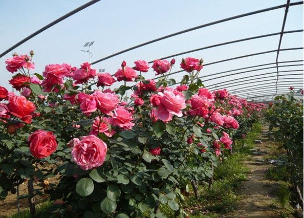 1630238398425717.jpg image.jpg