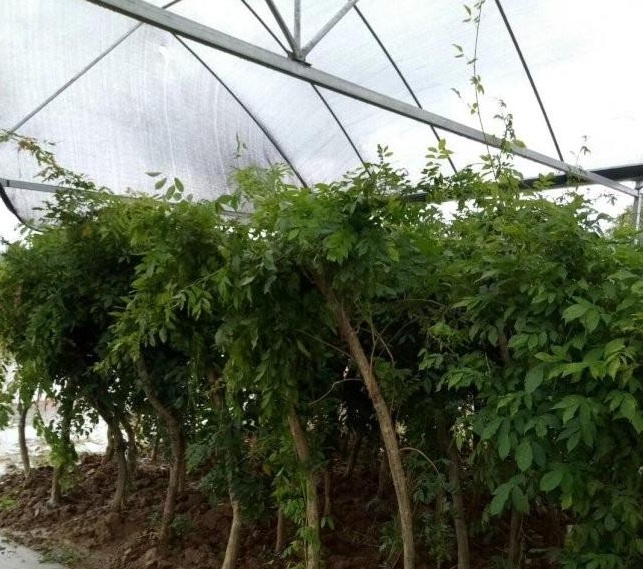 1630238611768585.jpg image.jpg