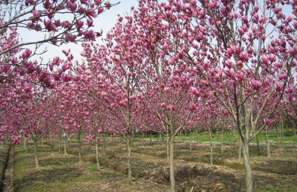 1630238634116435.jpg image.jpg