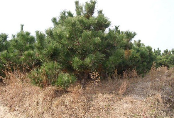 1630238723541673.jpg image.jpg