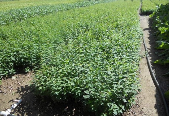 1630238823229480.jpg image.jpg