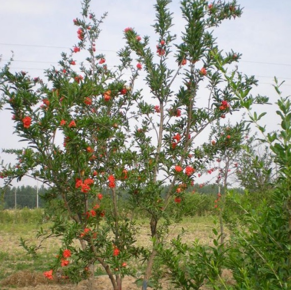 1630239150842835.jpg image.jpg