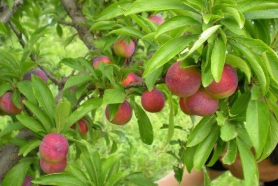 1630239287879672.jpg 1[21BM6C$9~C(7P[9Y8H9YM.jpg