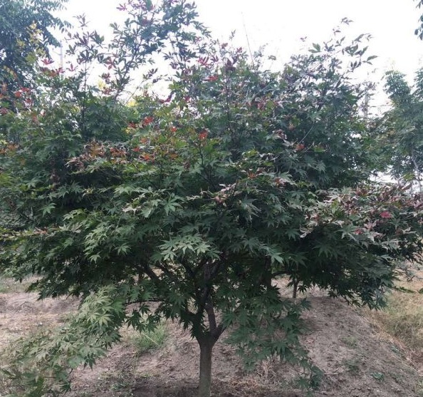 1630239749459117.jpg image.jpg