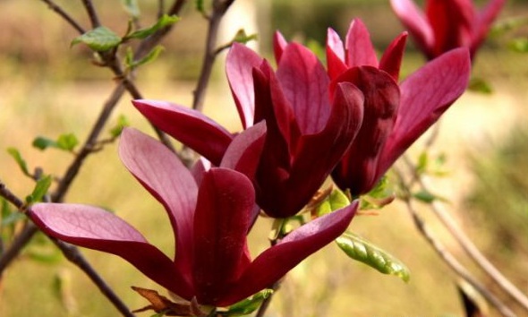 1630239931878585.jpg image.jpg