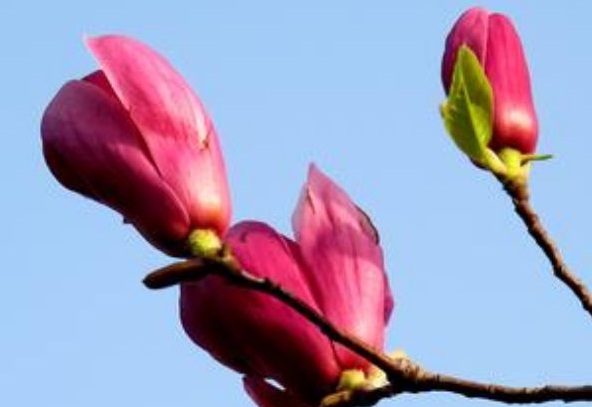 1630239941584146.jpg image.jpg