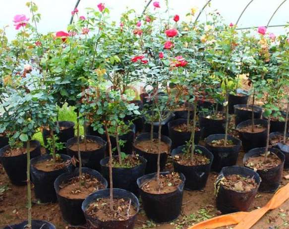 1630240245492877.jpg image.jpg