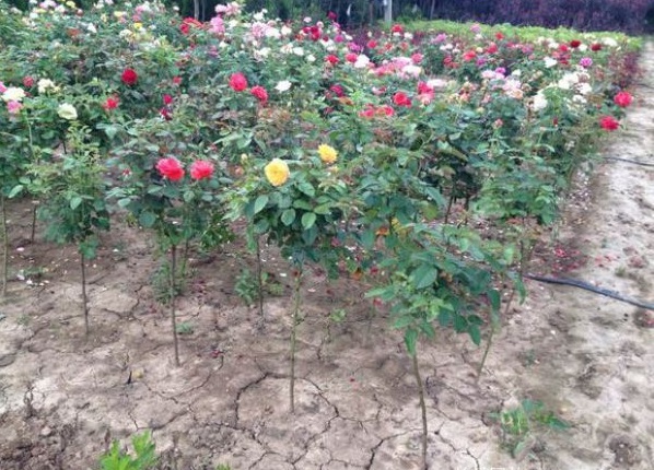 1630240257950194.jpg image.jpg