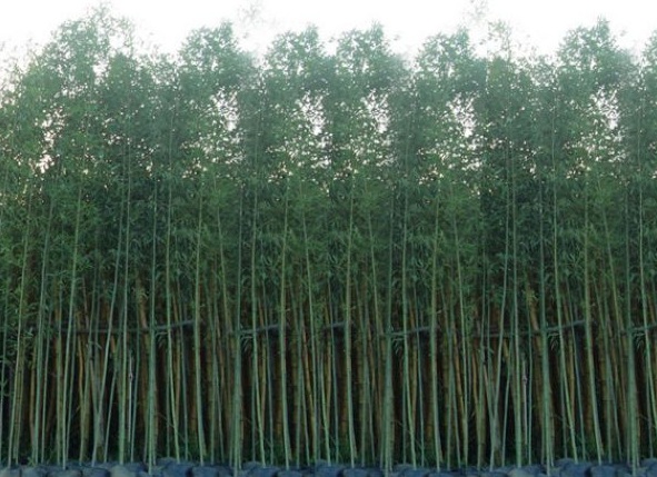 1630240306304446.jpg image.jpg