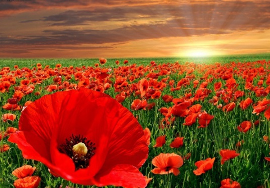 1630240511259716.jpg image.jpg