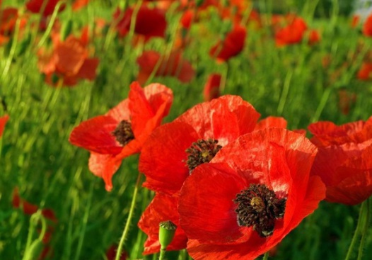 1630240530531520.jpg image.jpg