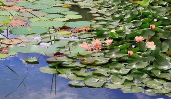 1630241216310955.jpg image.jpg