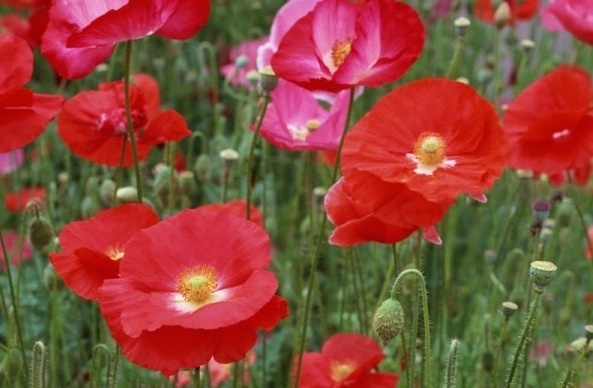 1630242623322108.jpg image.jpg