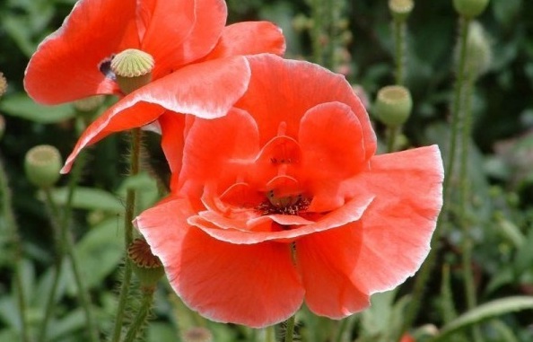 1630242635610548.jpg image.jpg