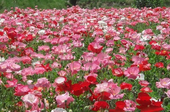 1630242767107265.jpg image.jpg