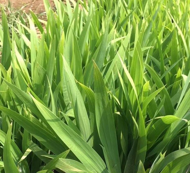 1630243192263985.jpg image.jpg