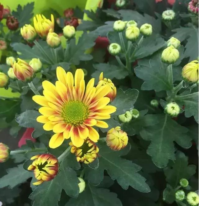 小雛菊如何養護,做到以下四點