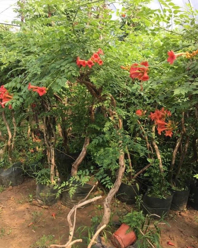 1630317541315491.jpg image.jpg