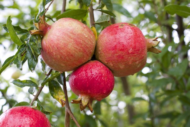 1630382715352028.jpg 64ee1a58b72ea2205af672cfe4f317cc_t013ee5bc660488bcd6.jpg