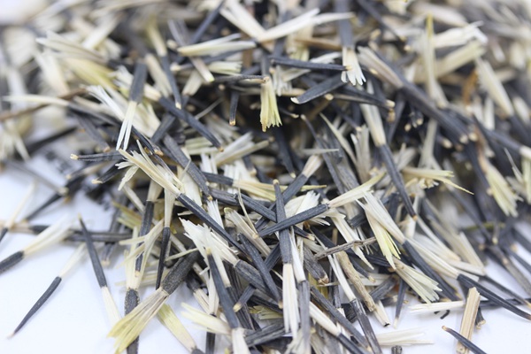 孔雀草種子 孔雀草種子