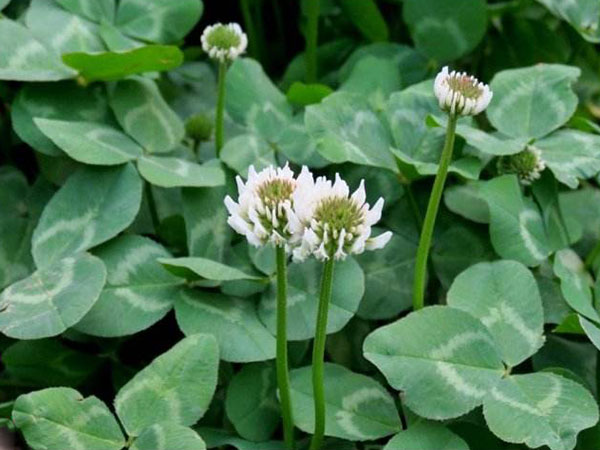 白三葉草圖片 白三葉草圖片