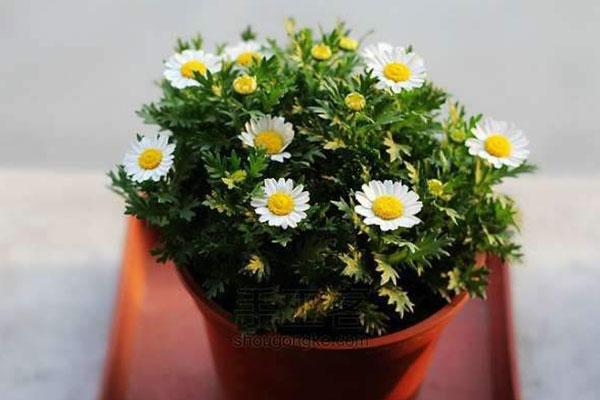 白晶菊在生活中的應用和作用 白晶菊在生活中的應用和作用