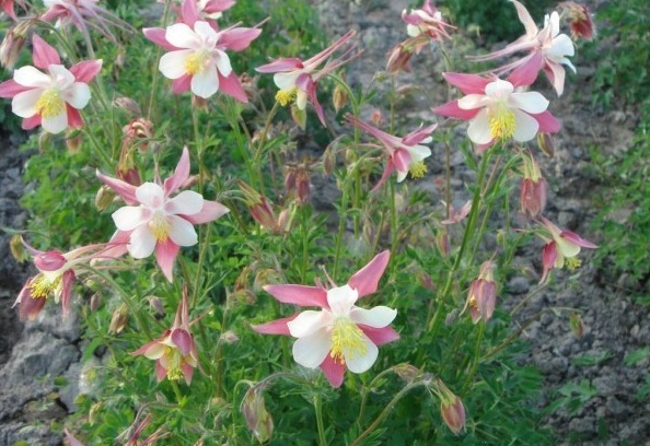 1630394317695072.jpg 7.jpg