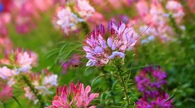 醉蝶花的簡單介紹和種植方法 醉蝶花的簡單介紹和種植方法