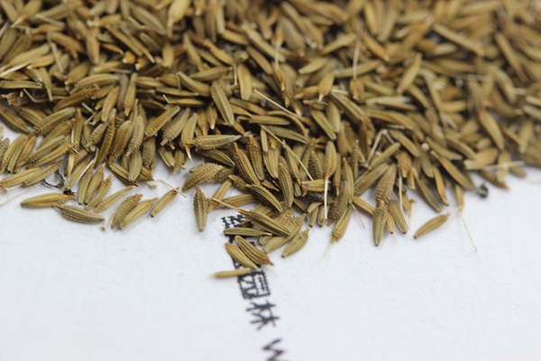 蒲公英種子 蒲公英種子