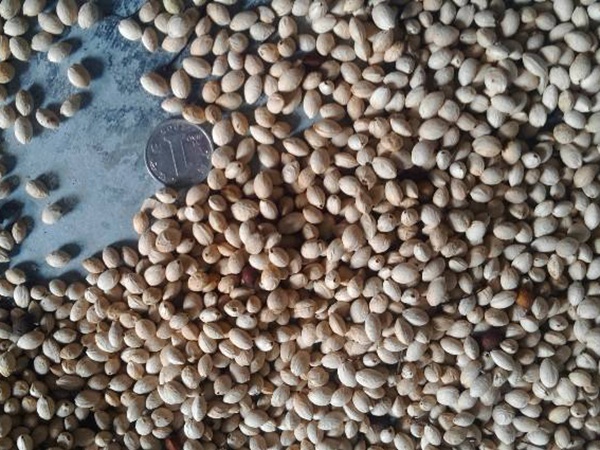 山櫻桃種子 山櫻桃種子