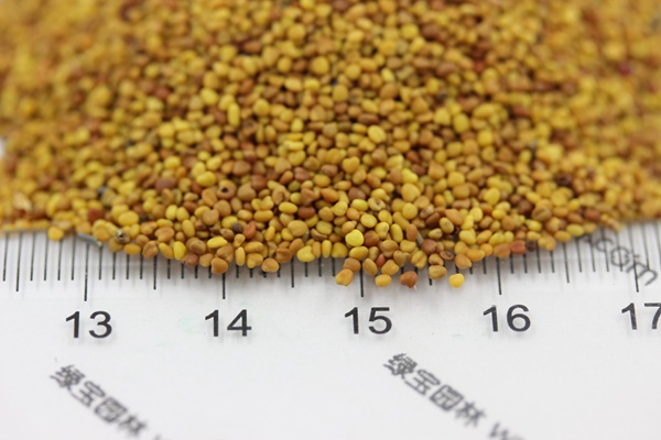 白三葉種子 白三葉種子