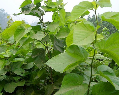 1630416630281363.jpg image.jpg