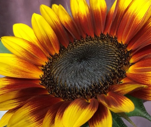 1630416990339748.jpg image.jpg