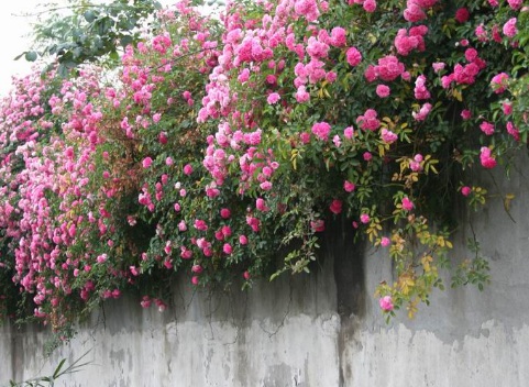 1630418343314714.jpg image.jpg