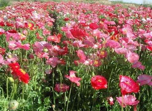 1630452337701049.jpg image.jpg