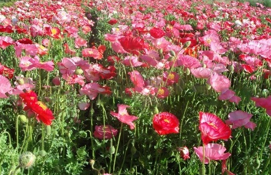 1630452654434900.jpg image.jpg