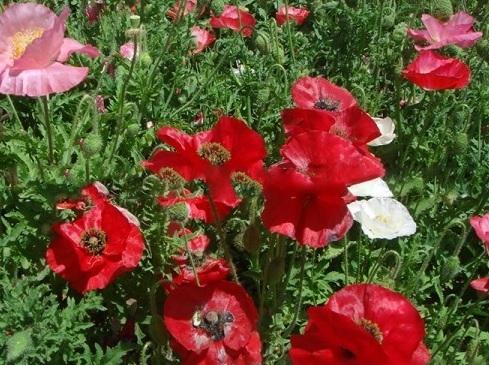 1630452661747051.jpg image.jpg