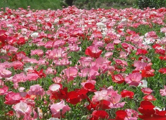 1630452670827979.jpg image.jpg